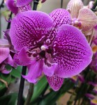 Орхидея Phalaenopsis Big Lip (отцвел)                    