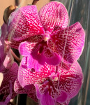 Орхидея Phalaenopsis Big Lip                   