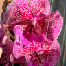 Орхидея Phalaenopsis Big Lip                   