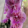 Орхидея Phalaenopsis Big Lip                   
