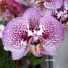 Орхидея Phalaenopsis Andorra (отцвел)