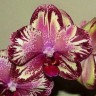 Орхидея Phalaenopsis I-Hsin Big Bang (еще не цвел)