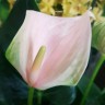 Anthurium Joli Peach (деленка без цветов)