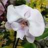 Орхидея Phalaenopsis Big Lip          