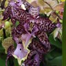 Орхидея Aliceara Memoria Donald Yamada 'Berry' (отцвела)