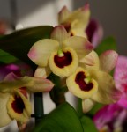 Орхидея Dendrobium nobile Sunny Eyes (отцвёл)