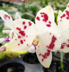 Орхидея Phalaenopsis speciosa 'Spot' x sib (еще не цвел)  