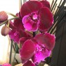 Орхидея Phalaenopsis Abba, big lip 