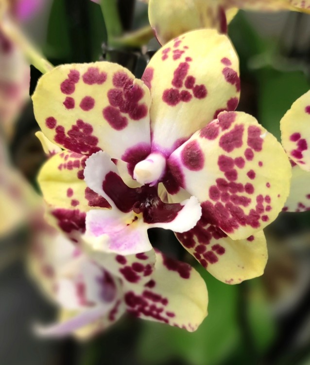 Орхидея Phalaenopsis Orient Express, Big Lip midi (отцвел)