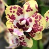 Орхидея Phalaenopsis Orient Express, Big Lip midi (отцвел)