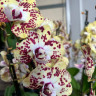 Орхидея Phalaenopsis Vanilla Sky, Big Lip midi (отцвел)