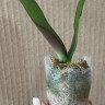 Орхидея Phal. Miki Black Angel '364' (еще не цвел, РЕАНИМАШКА)  