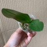 Орхидея Phal. Miki Black Angel '364' (еще не цвел, РЕАНИМАШКА)  