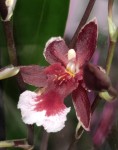 Орхидея Cambria (отцвела, РЕАНИМАШКА)