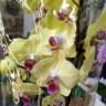 Орхидея Phalaenopsis Lime Light 