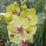 Орхидея Phalaenopsis Lime Light 