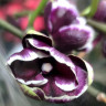 Орхидея Phalaenopsis Black peloric (отцвел)