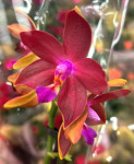 Орхидея Phalaenopsis multiflora  (отцвёл)