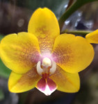 Орхидея Phalaenopsis, multiflora 