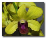 Орхидея Dendrobium  Burana Jade