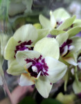 Орхидея Phalaenopsis, multiflora 