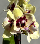 Орхидея Phalaenopsis, multiflora (отцвёл)