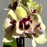 Орхидея Phalaenopsis, multiflora (отцвёл)