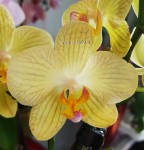 Орхидея Phalaenopsis multiflora (отцвёл)