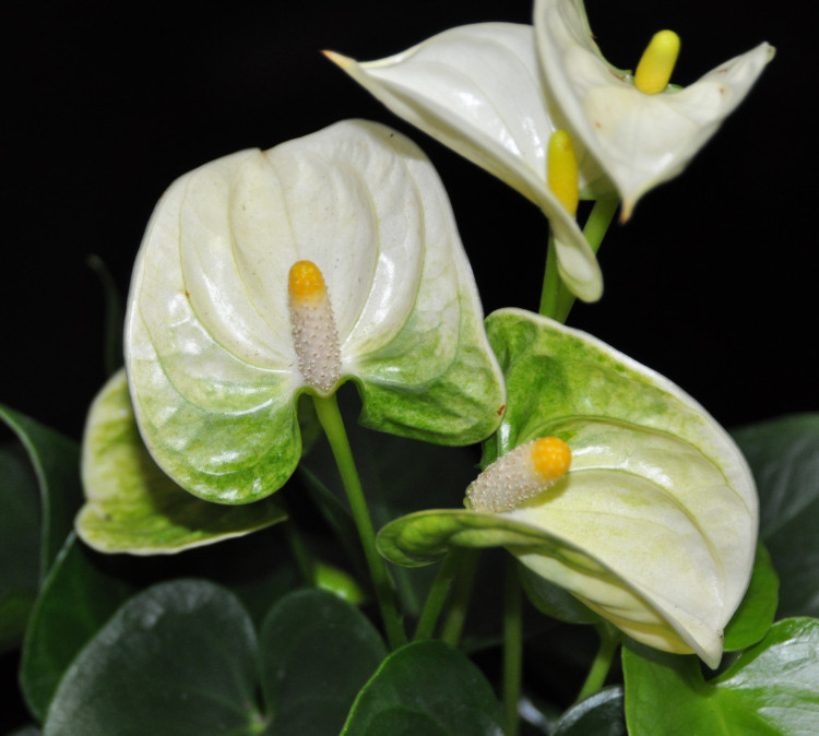 Anthurium Mont Blanc (отцвел)