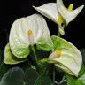 Anthurium Mont Blanc (отцвел)