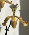 Орхидея Paphiopedilum hybrid 