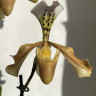 Орхидея Paphiopedilum hybrid 