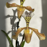 Орхидея Paphiopedilum hybrid 