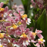 Орхидея Oncidium Rose Sunset (отцвел)