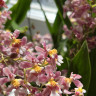 Орхидея Oncidium Rose Sunset (отцвел)