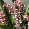 Орхидея Oncidium Rose Sunset (отцвел)
