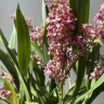 Орхидея Oncidium Rose Sunset (отцвел)