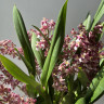 Орхидея Oncidium Rose Sunset (отцвел)