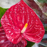 Anthurium Oregon