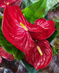 Anthurium Oregon