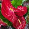 Anthurium Oregon