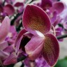 Орхидея Phalaenopsis Diamond King 