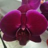 Орхидея Phalaenopsis Emperor Jewel