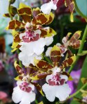 Орхидея Colmanara Jungle Monarch (отцвела)