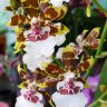 Орхидея Colmanara Jungle Monarch (отцвела)