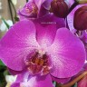 Орхидея Phalaenopsis (отцвёл)             