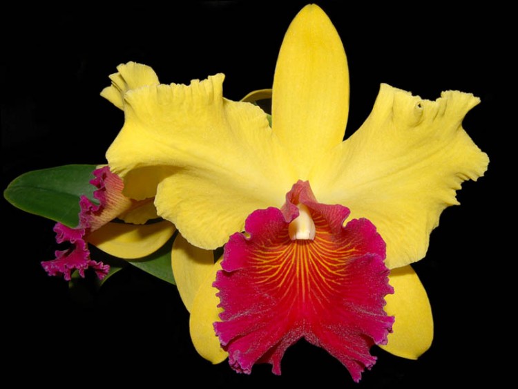 Орхидея Cattleya Alma Kee (отцвела)