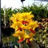 Орхидея Cycnodes Taiwan Gold Red Lip (отцвёл) 