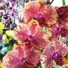 Орхидея Phalaenopsis Ark’s Ray 
