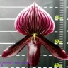 Орхидея Paph. Red Shift x Maudiae (отцвёл)